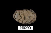 藏品(大駝石鼈)的圖片